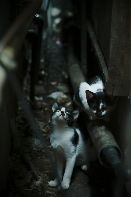 蓝色潮水淹没钢铁战车，奥恰洛夫以25连胜在团队灰烬中竖起个人丰碑