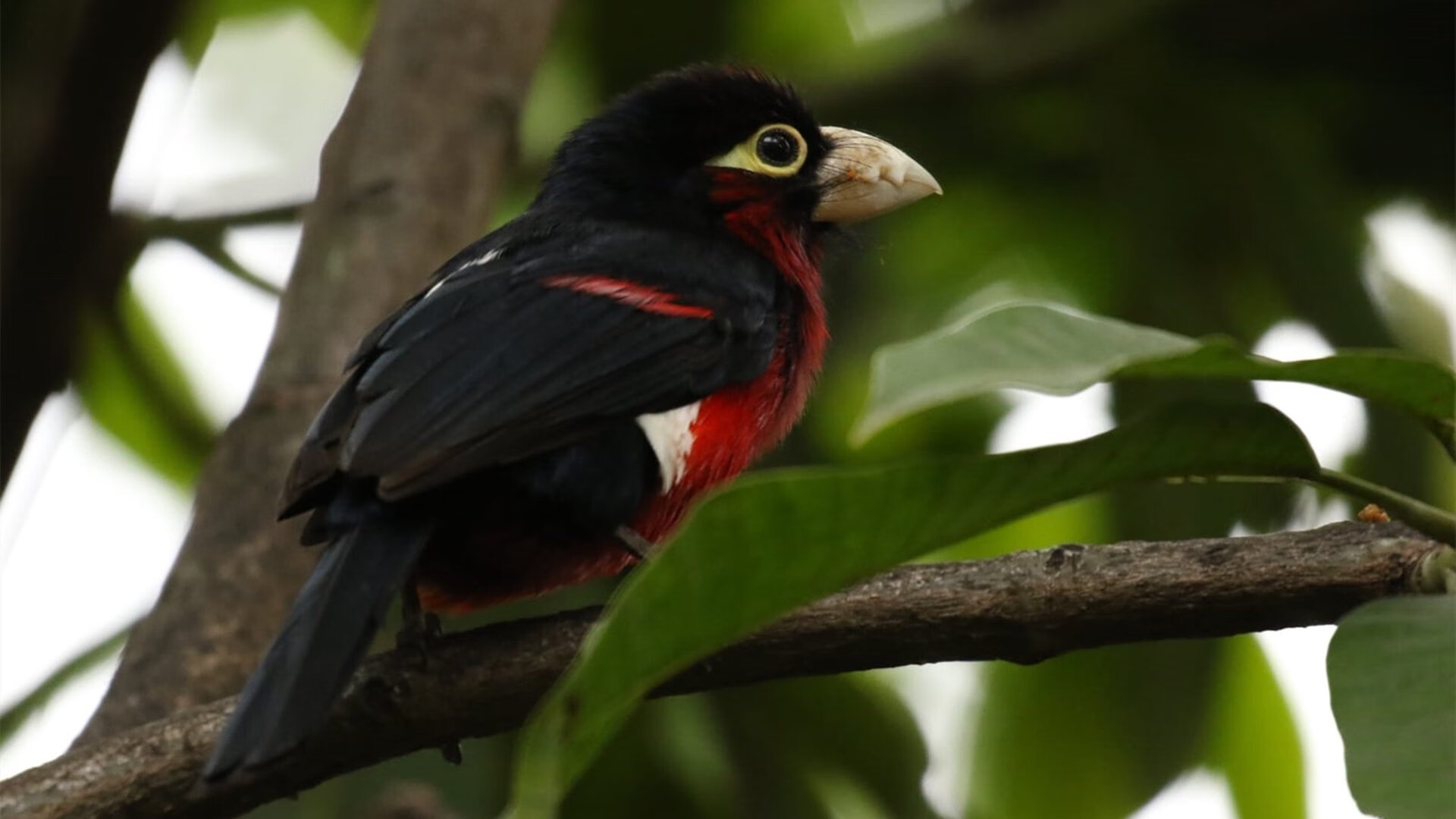 东方奇迹夜，当青岛绝境翻盘篮网，范弗利特在远方刷新纪录