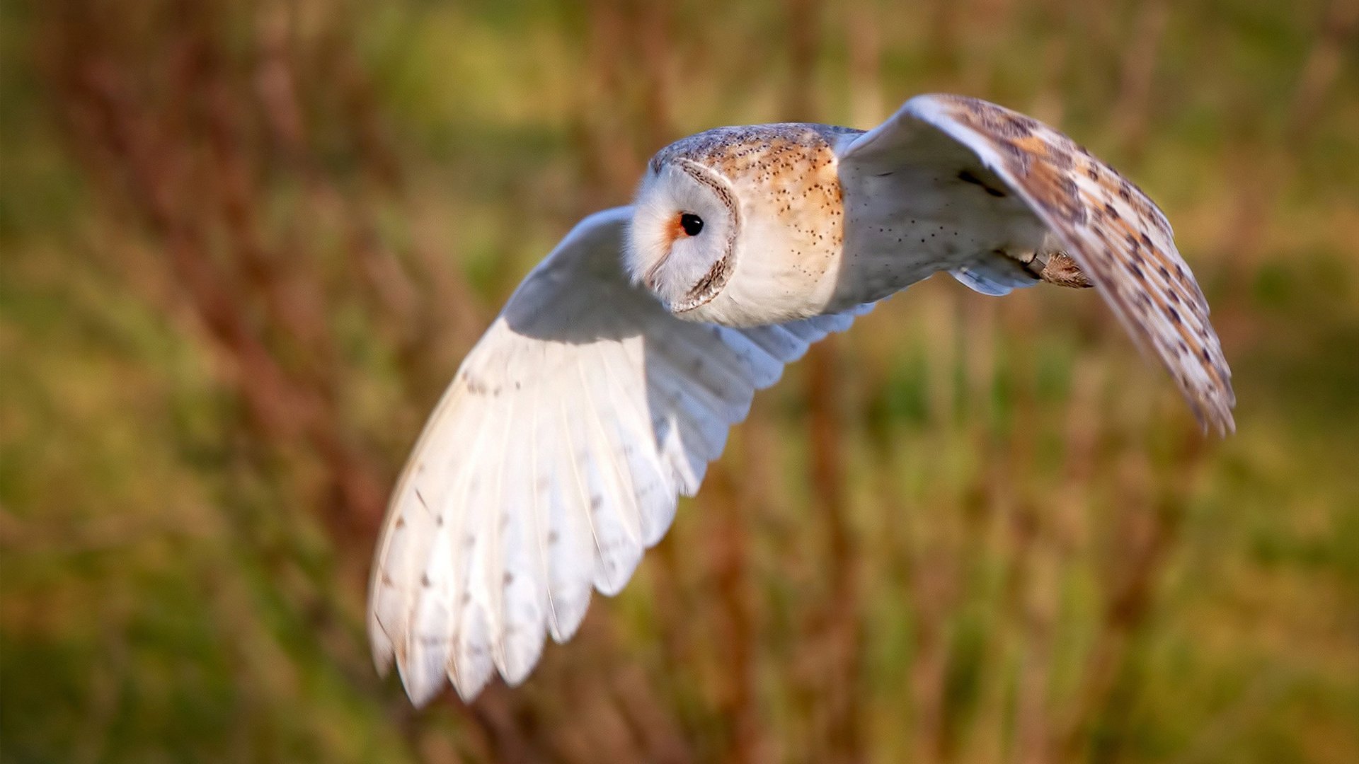 开云体育app-东方审判日！武切维奇42+18屠杀绿衫军，深圳让NBA冠军提前缴械