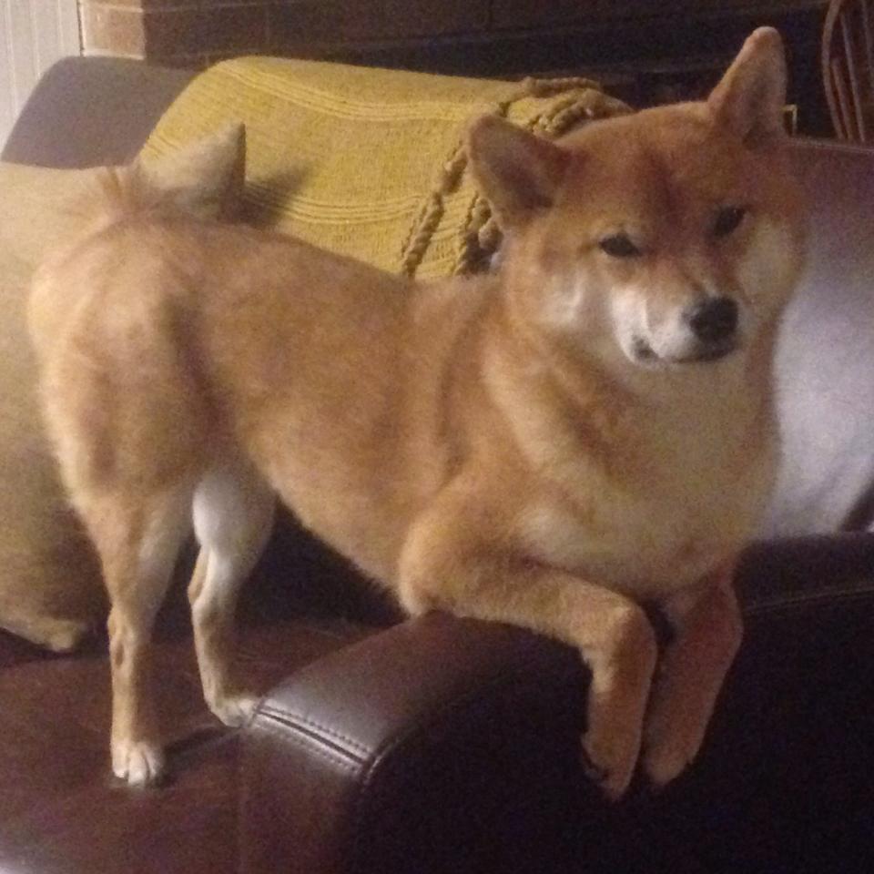 开云体育在线-东方壁垒与北美利刃，西亚卡姆如何一锤定音