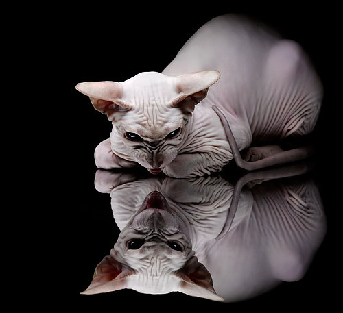 攻陷伯纳乌的双面幽灵,欧冠之夜,马克西如何用阴影统治赛场