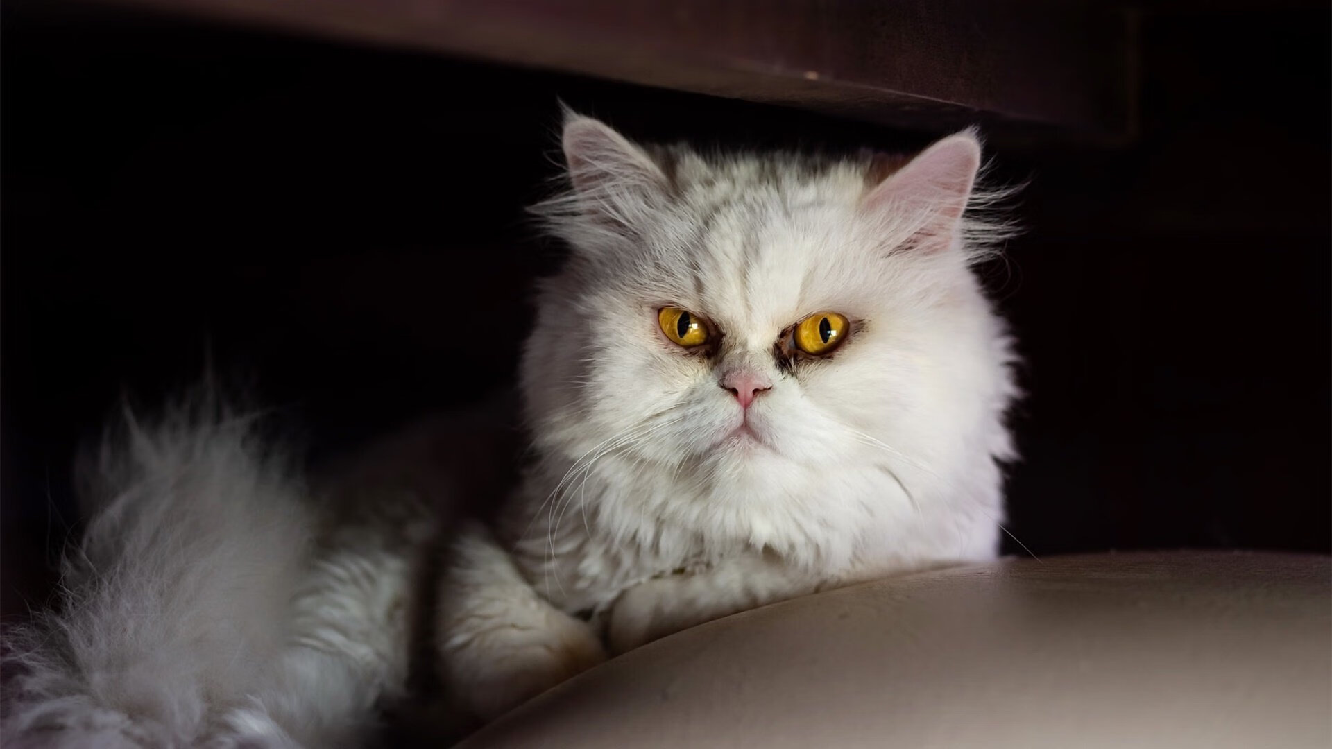 开云体育官网-超越胜负的战场，特奥关键战塞内加尔狂胜牙买加，见证体育精神的光辉