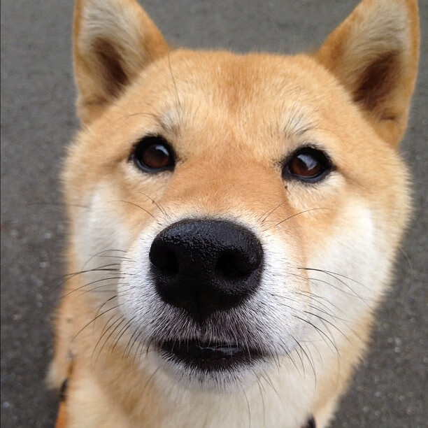 开云体育官网-绝地反击！吉林队血拼爵士，霍勒迪末节封神成关键先生