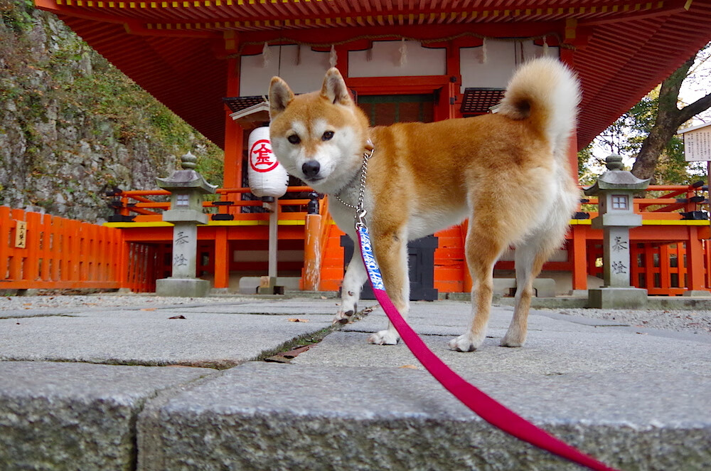 独臂旗帜，伊萨克在喧嚣的季后赛之夜写下非凡定义