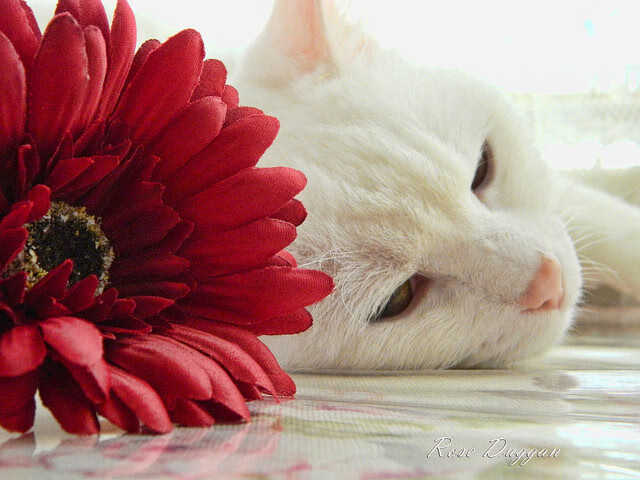 一传破万军，哈利伯顿用魔术师般的表演击穿深圳钢铁防线