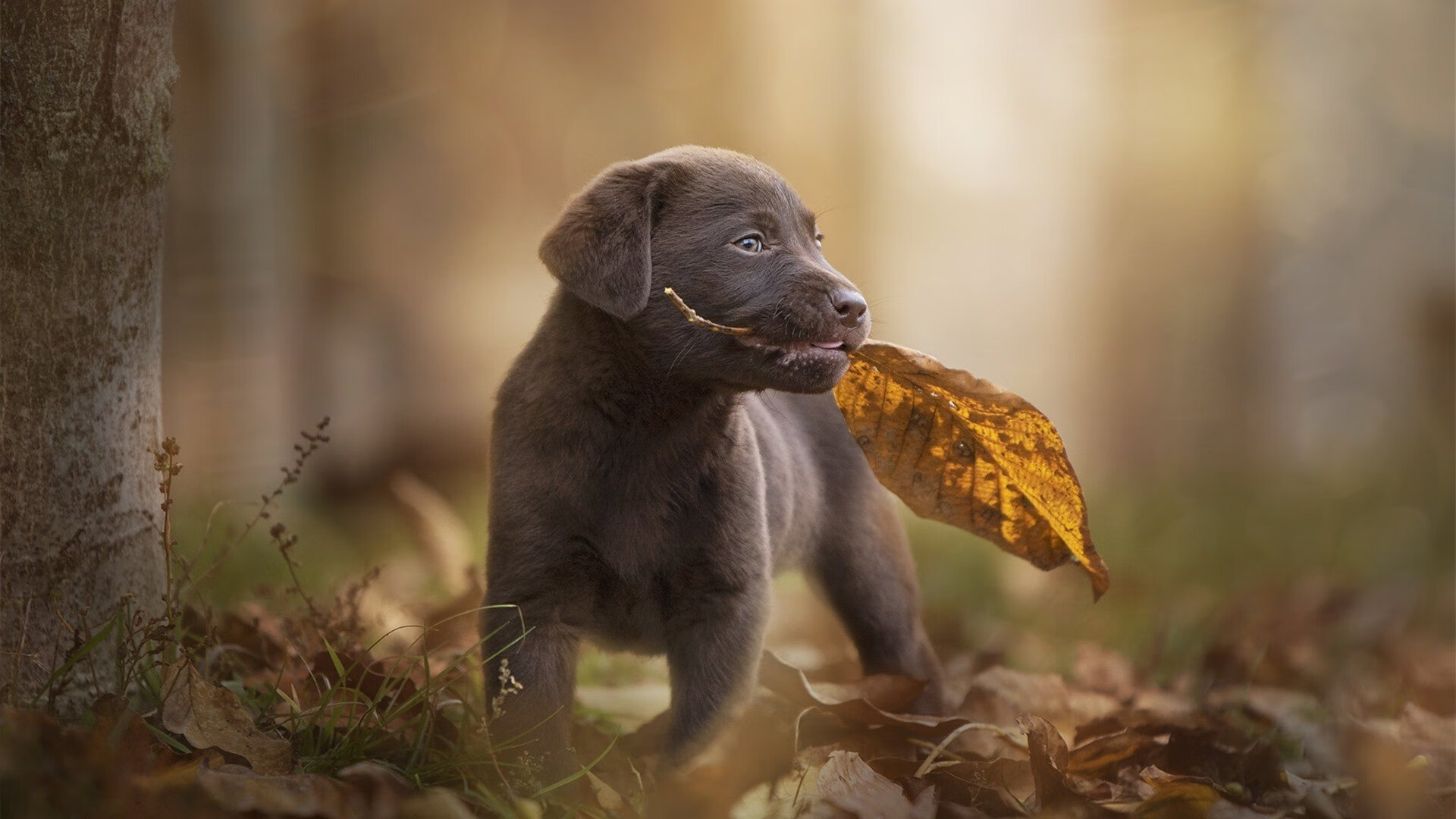 开云体育app-比利亚雷亚尔以闪电之势攻克贝蒂斯，C罗双响展现关键先生本色