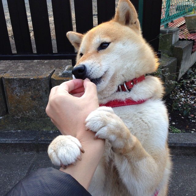 底格里斯河怒吼，伊拉克爆冷撕裂剧本，莱万孤胆神话接管的破碎时代