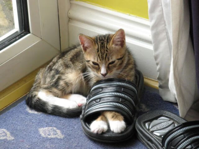 精密仪器与团队力量,福登的魔术脚,玻利维亚的集体意志