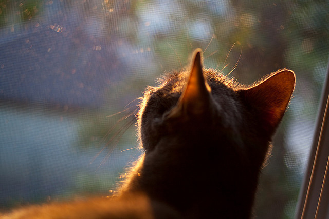 开云体育官网-从伊比利亚到阿拉伯湾，当传控哲学遇见石油金元，卡马文加如何成为破局之钥？