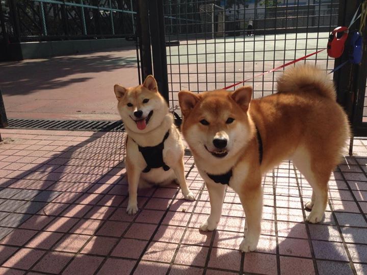 掌握节奏的团队,与打破节奏的个人