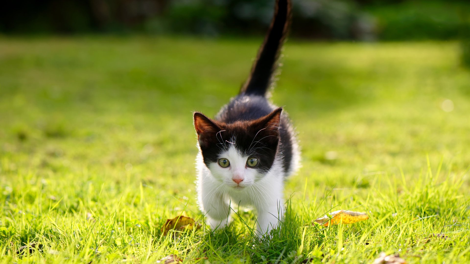 开云体育APP下载-郁金香防线凋零，奥地利钢铁洪流如何终结塞维利亚神话