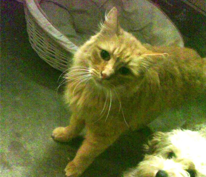 突尼斯之矛与马赛城墙，当C罗的连续得分写下洲际双城记