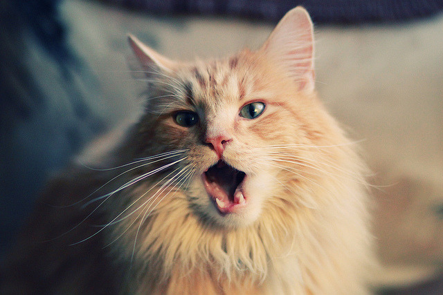 横空出世！厄瓜多尔猛将横扫土耳其防线，凯塞多一役征服德甲争冠战